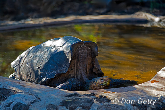 Galápagos Tortoise