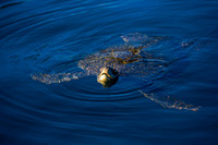 Green Sea Turtle