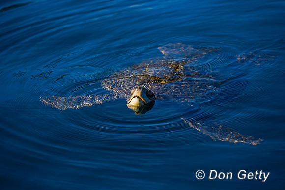 Green Sea Turtle