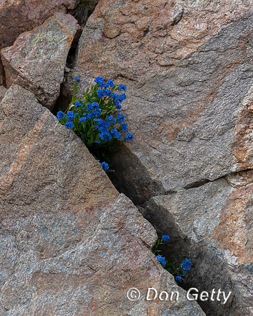 Alpine Bluebells