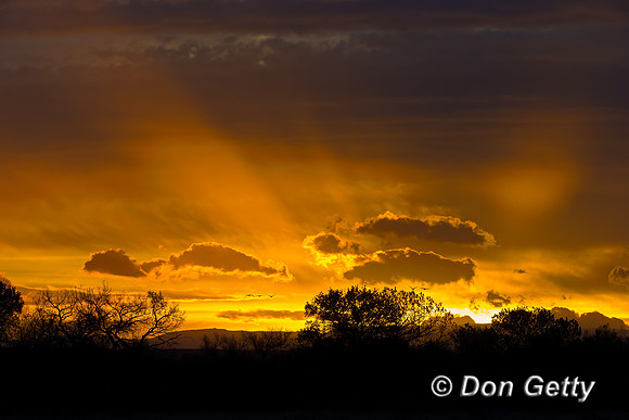 Bosque del Apache