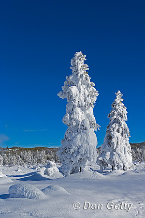 Ghost Tree