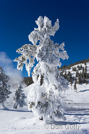 YNP_A45T4844