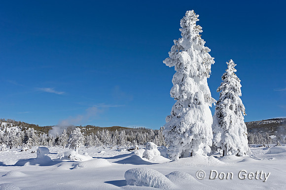 YNP_A45T4851