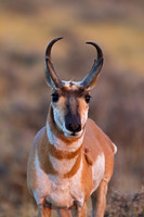 Pronghorn
