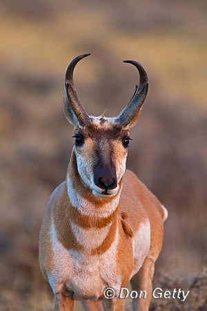 Pronghorn