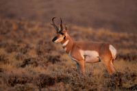 Pronghorn