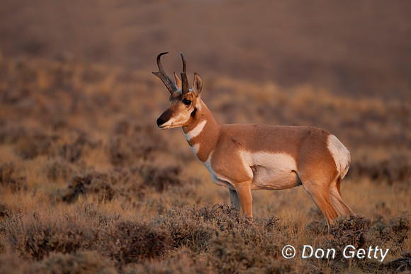 Pronghorn