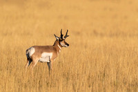 Antelope Buck