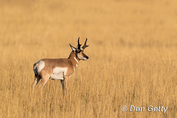 Antelope Buck