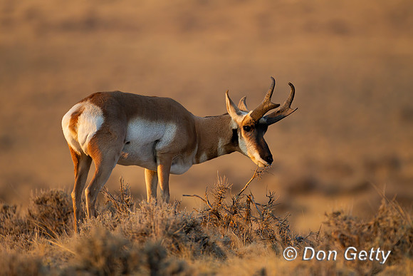 Pronghorn