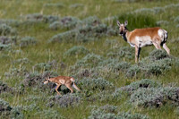 Pronghorn