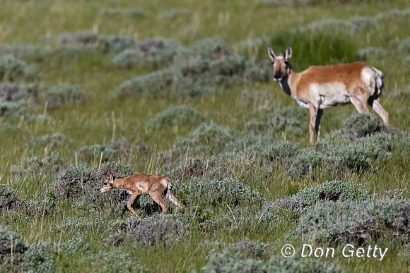 Pronghorn