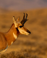 Pronghorn