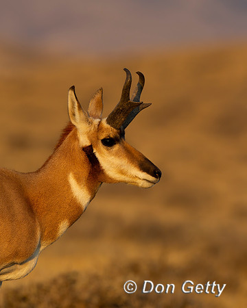 Pronghorn