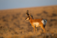 Pronghorn