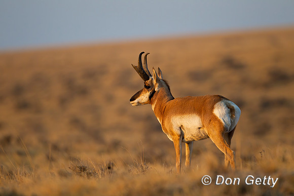 Pronghorn