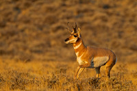 Pronghorn