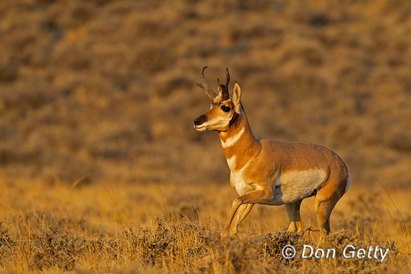 Pronghorn