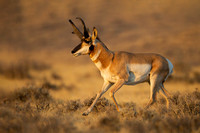 Pronghorn