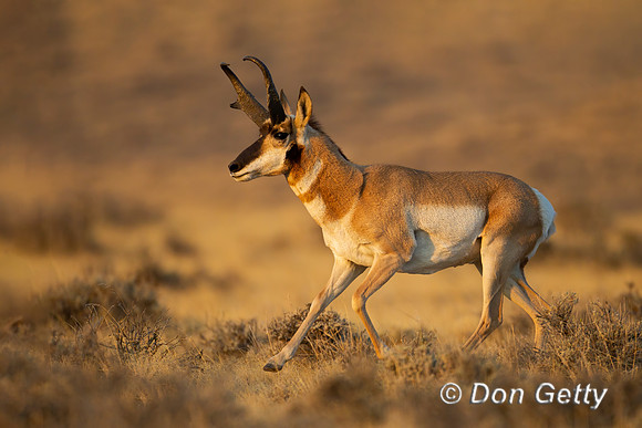 Pronghorn
