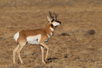 Pronghorn