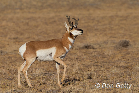 Pronghorn