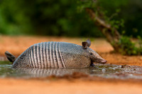 Armadillo