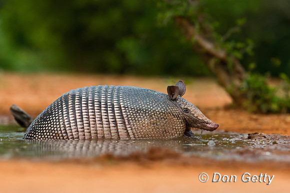 Armadillo