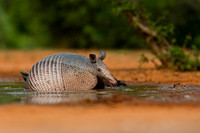 Armadillo