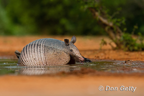Armadillo