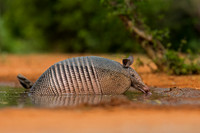Armadillo
