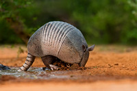 Armadillo