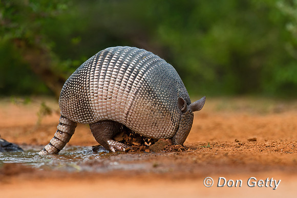 Armadillo