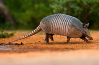 Armadillo