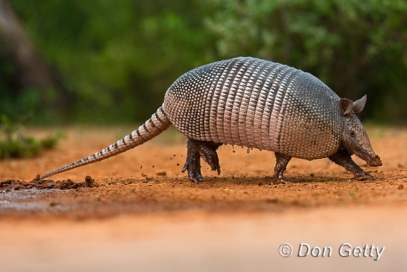 Armadillo
