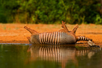 Armadillo