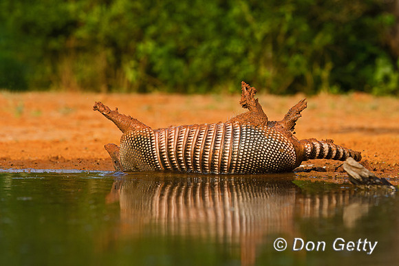Armadillo