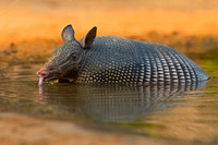 Armadillo