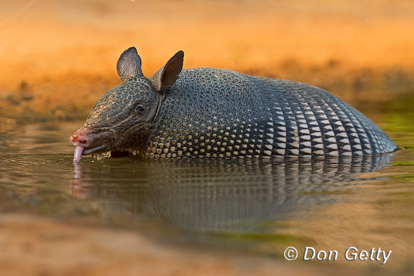 Armadillo