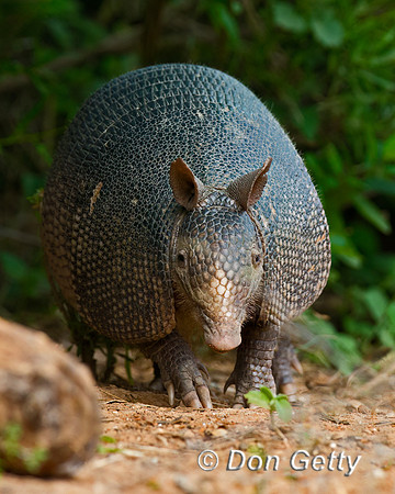 Armadillo