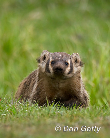 Badger