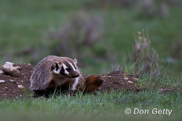 Badger