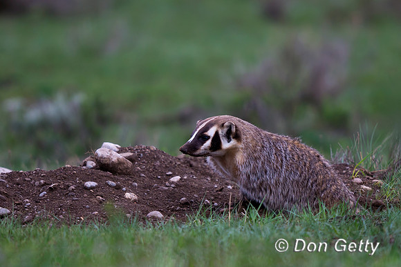 Badger