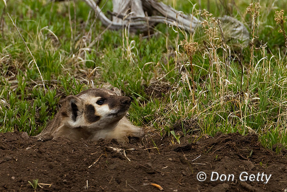 Badger