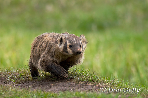 Badger