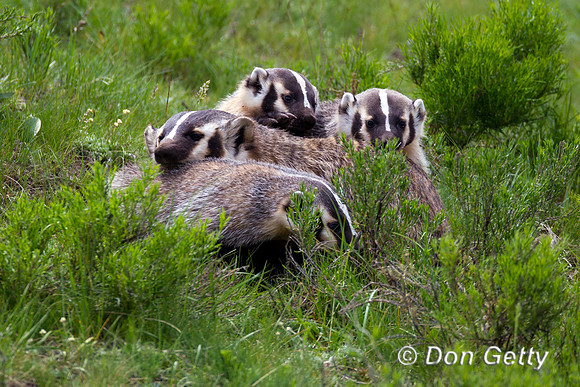 Badger