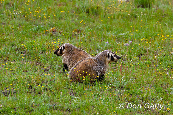 Badger