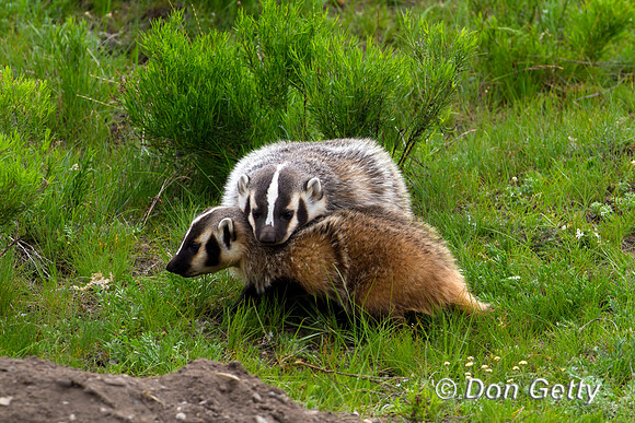 Badger