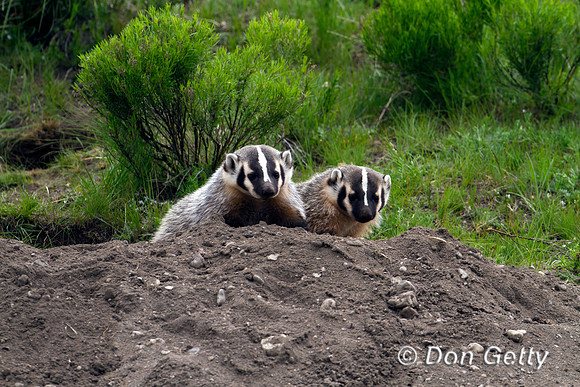 Badger